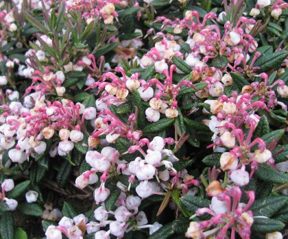 Andromeda polifolia 'Macrophyllum'